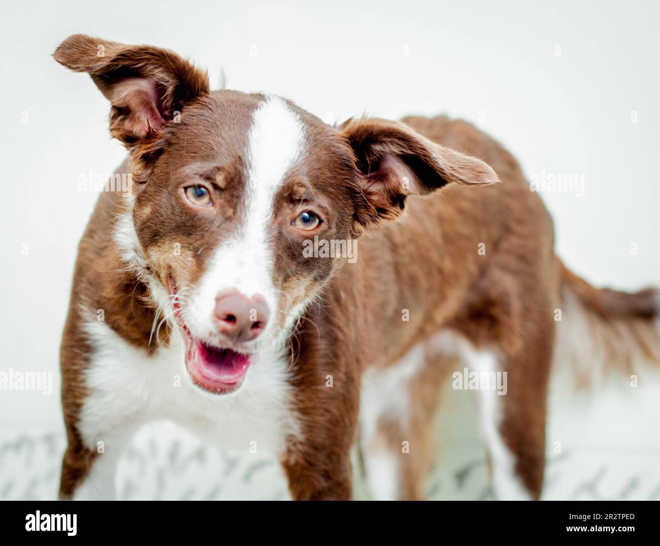 Mixed breed brown dog portrait Stock Photo Alamy