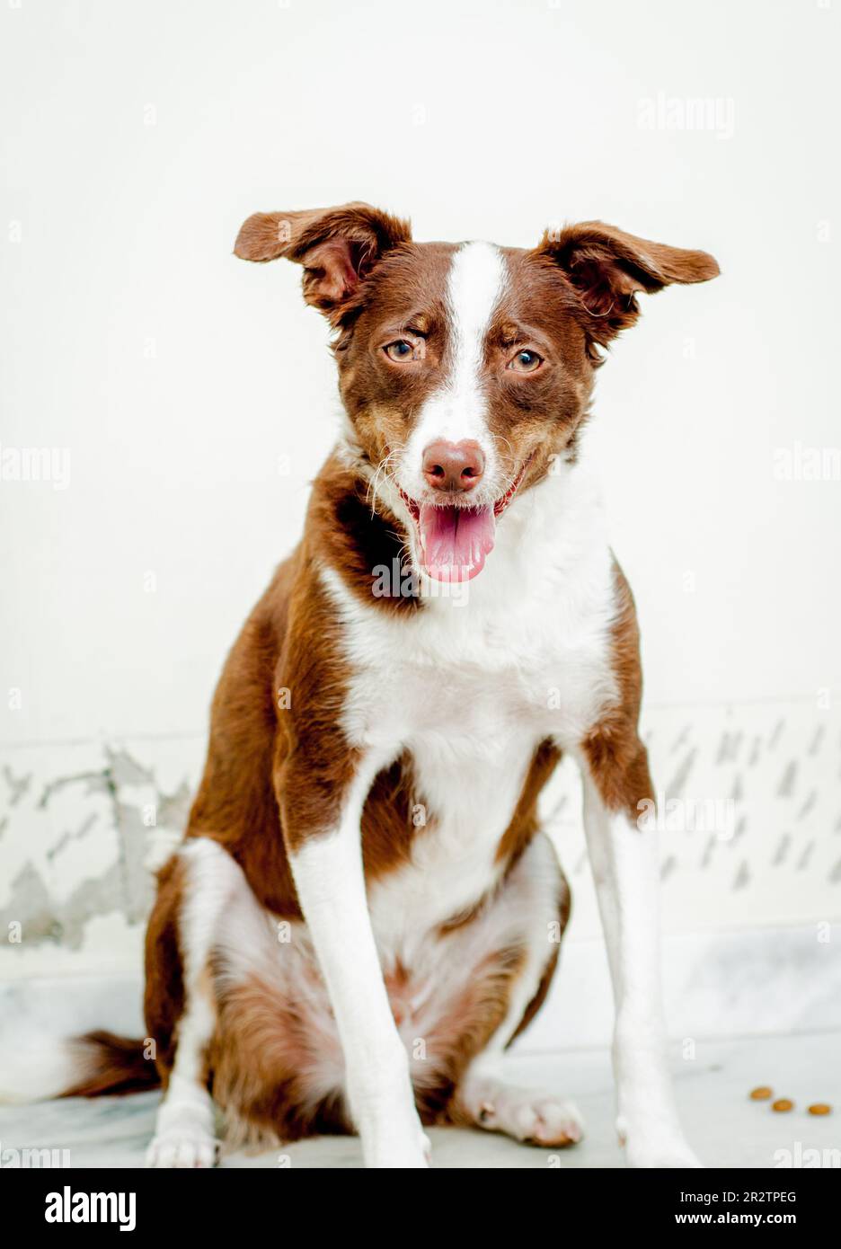 Mixed breed brown dog portrait Stock Photo Alamy