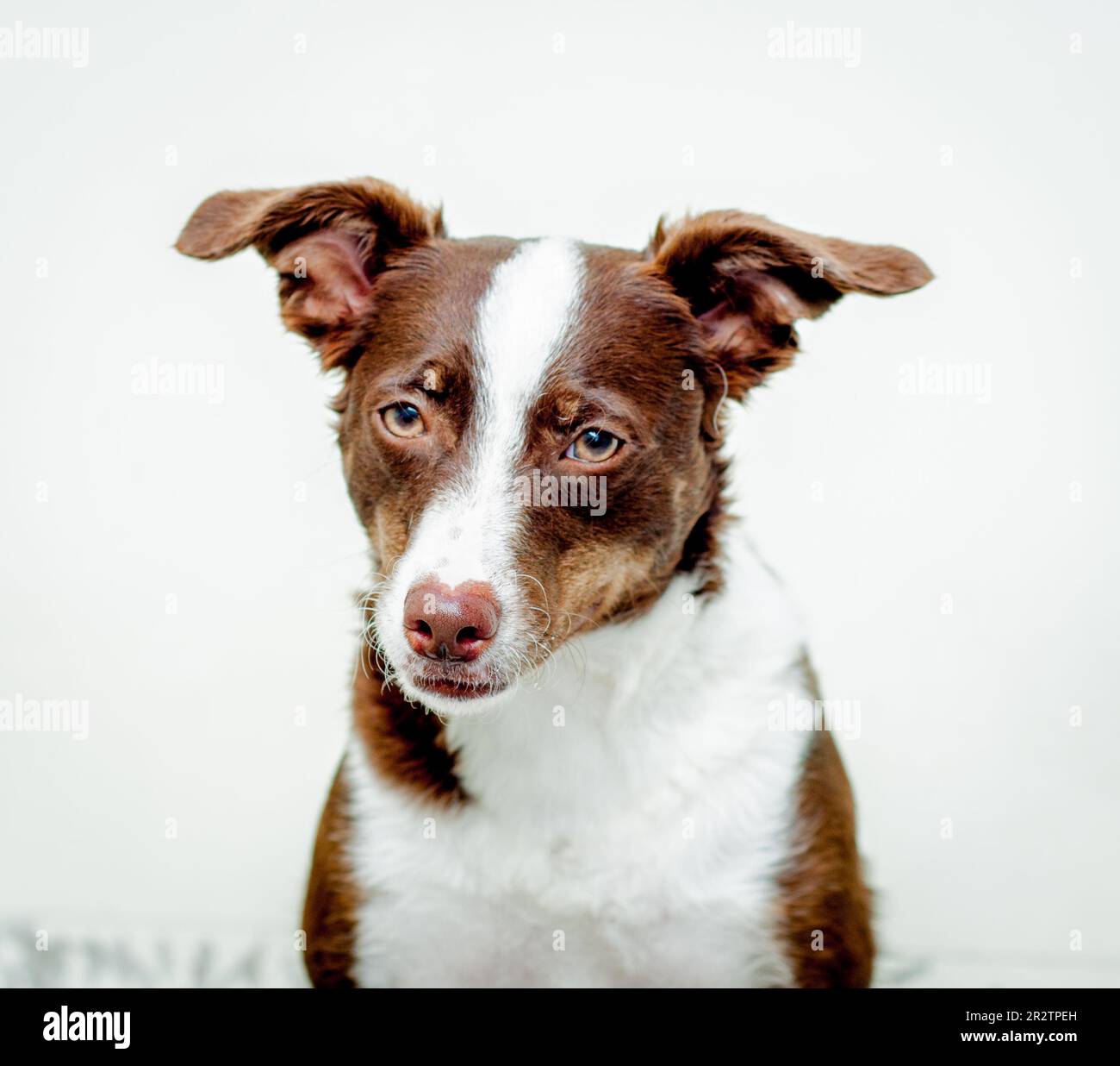 Mixed breed brown dog portrait Stock Photo Alamy