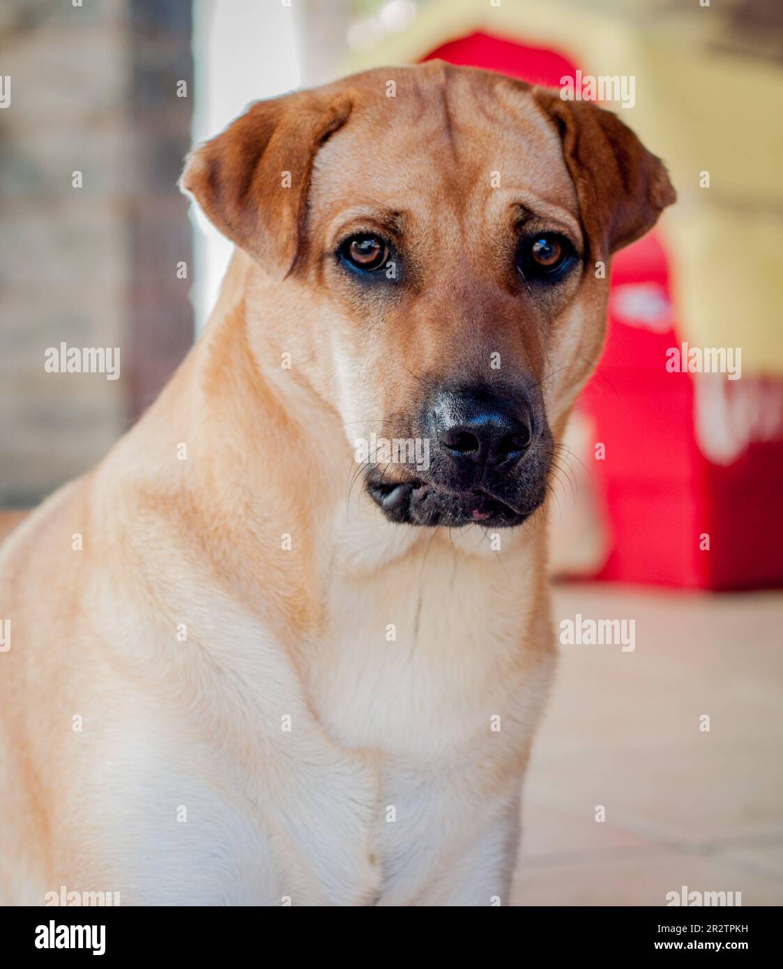 Mixed breed brown dog portrait looking at camera Stock Photo Alamy