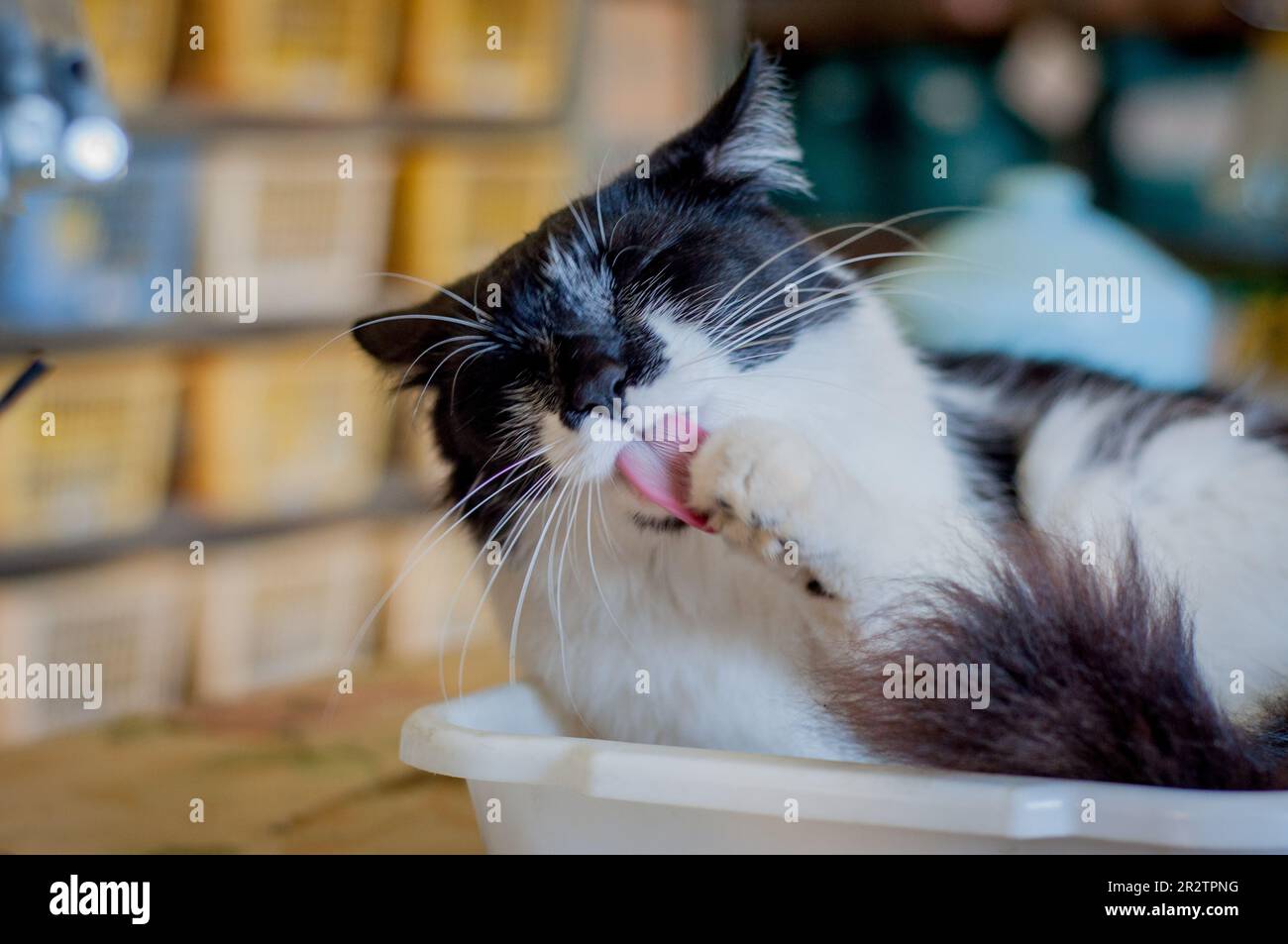 Black and white longhair cat grooming itself Stock Photo Alamy