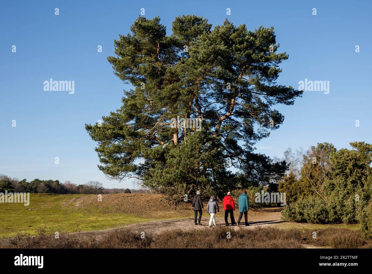 old pine tree in the Westruper heath, Haltern am See, North Rhine-Westphalia, Germany. alte Kiefer in der Westruper Heide, Haltern am See, Nordrhein-W Stock Photo