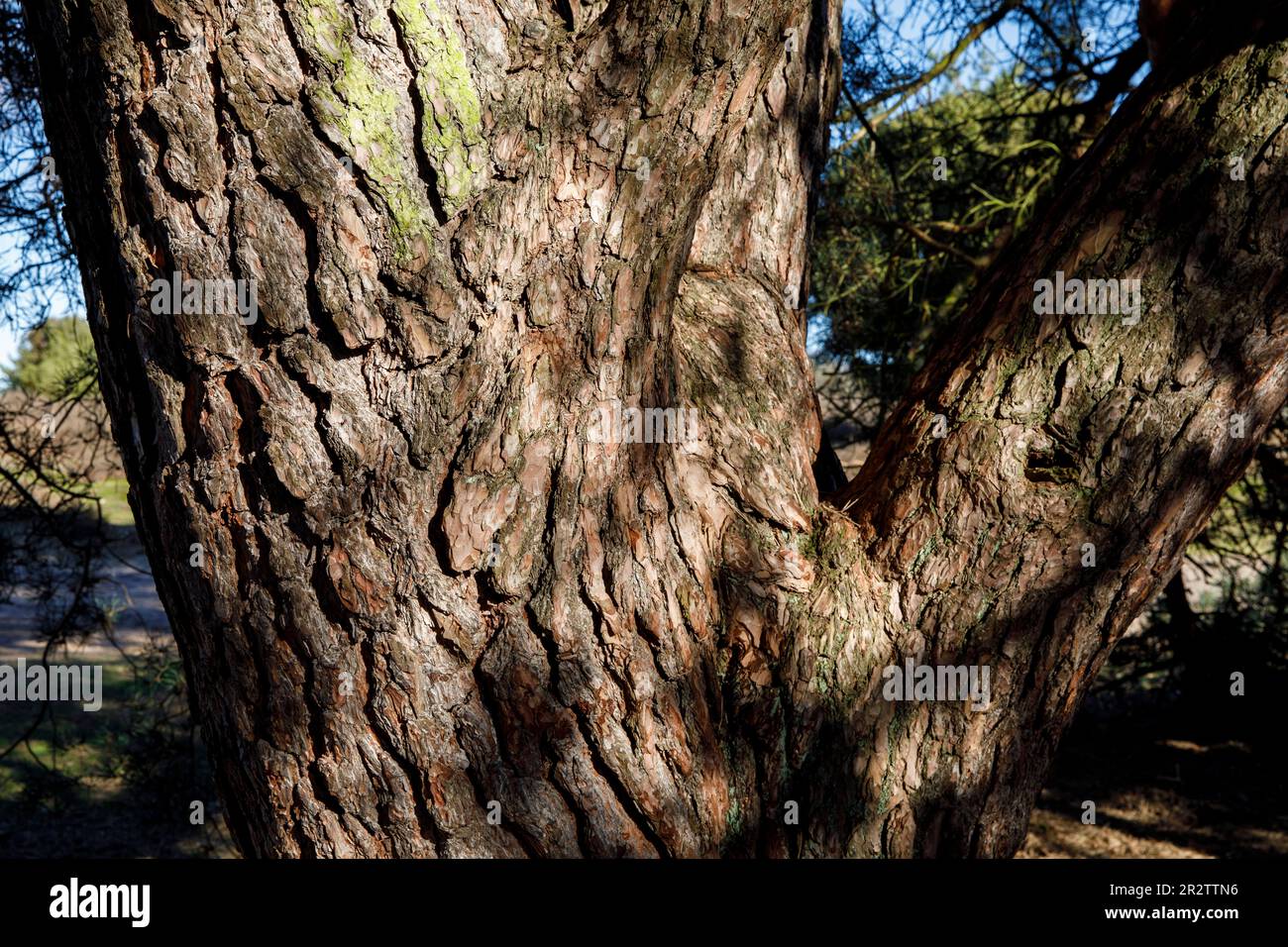 trunk and bark of an old pine tree in the Westruper heath, Haltern am See, North Rhine-Westphalia, Germany.   Stamm und Rinde einer alten Kiefer in de Stock Photo