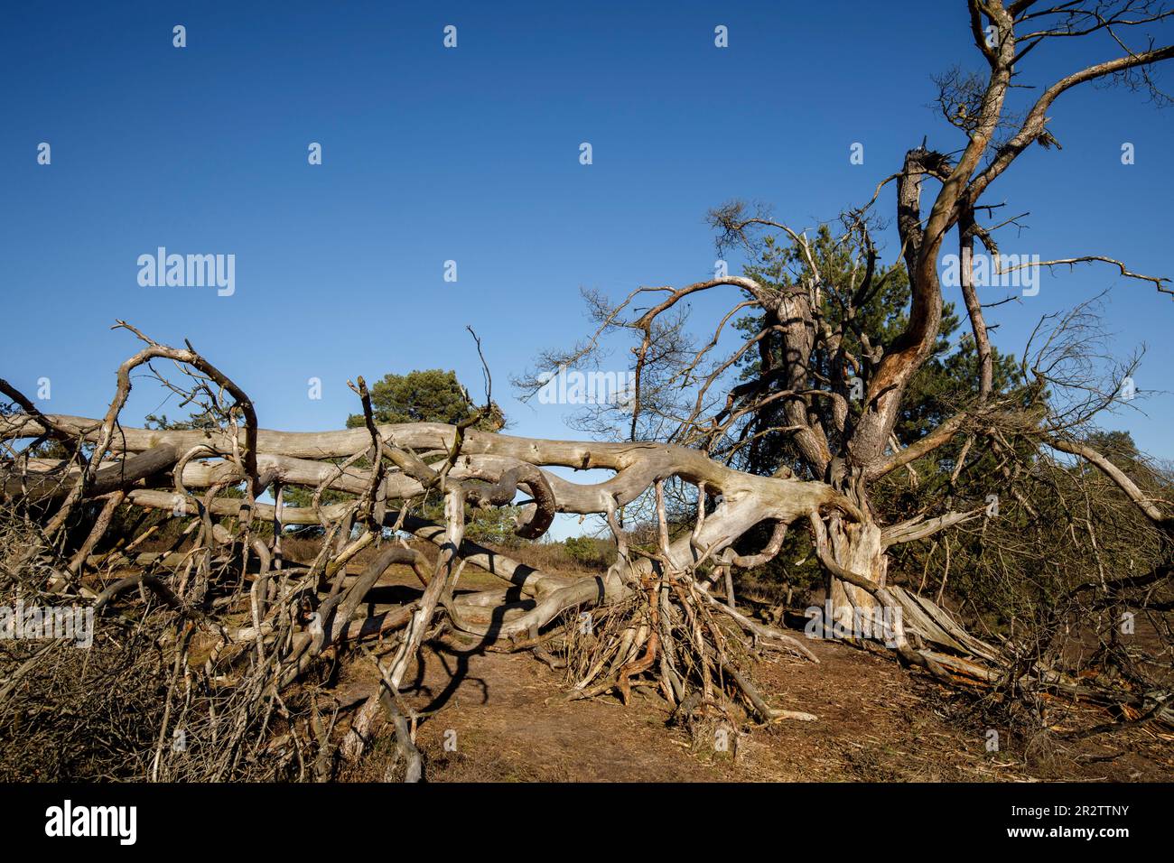 remains of a old fallen pine tree in the Westruper heath, Haltern am See, North Rhine-Westphalia, Germany. Ueberreste einer alten gefallenen Kiefer in Stock Photo