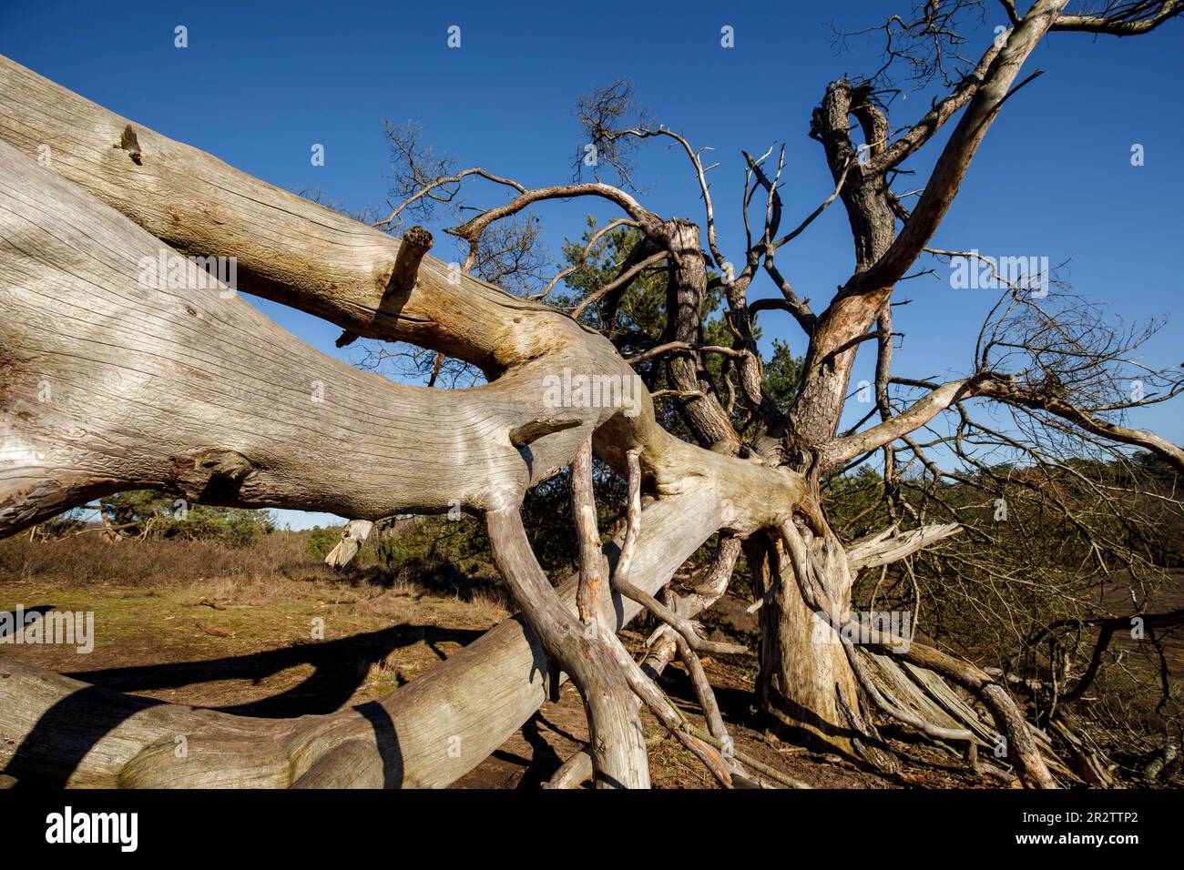 remains of a old fallen pine tree in the Westruper heath, Haltern am See, North Rhine-Westphalia, Germany. Ueberreste einer alten gefallenen Kiefer in Stock Photo