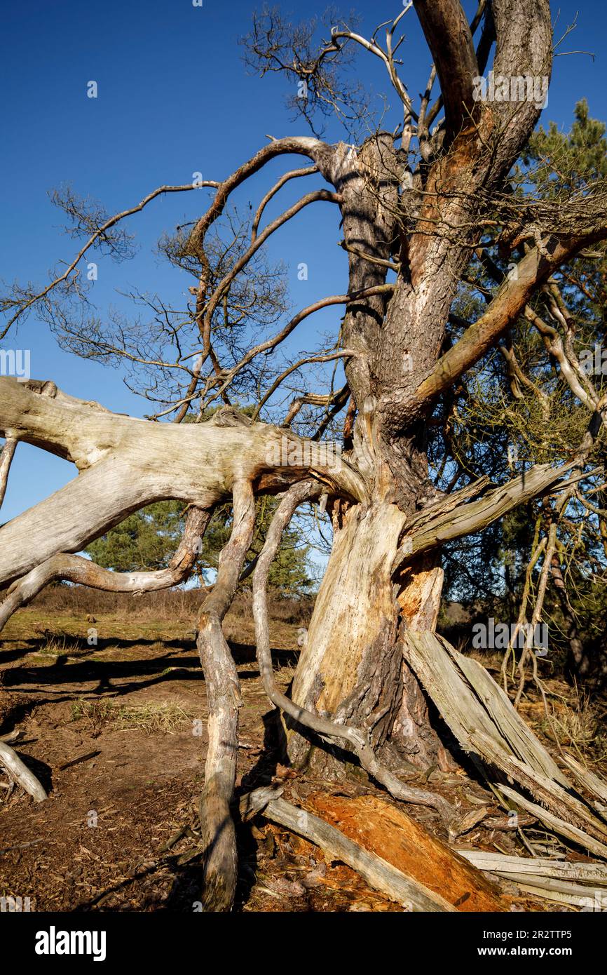 remains of a old fallen pine tree in the Westruper heath, Haltern am See, North Rhine-Westphalia, Germany. Ueberreste einer alten gefallenen Kiefer in Stock Photo