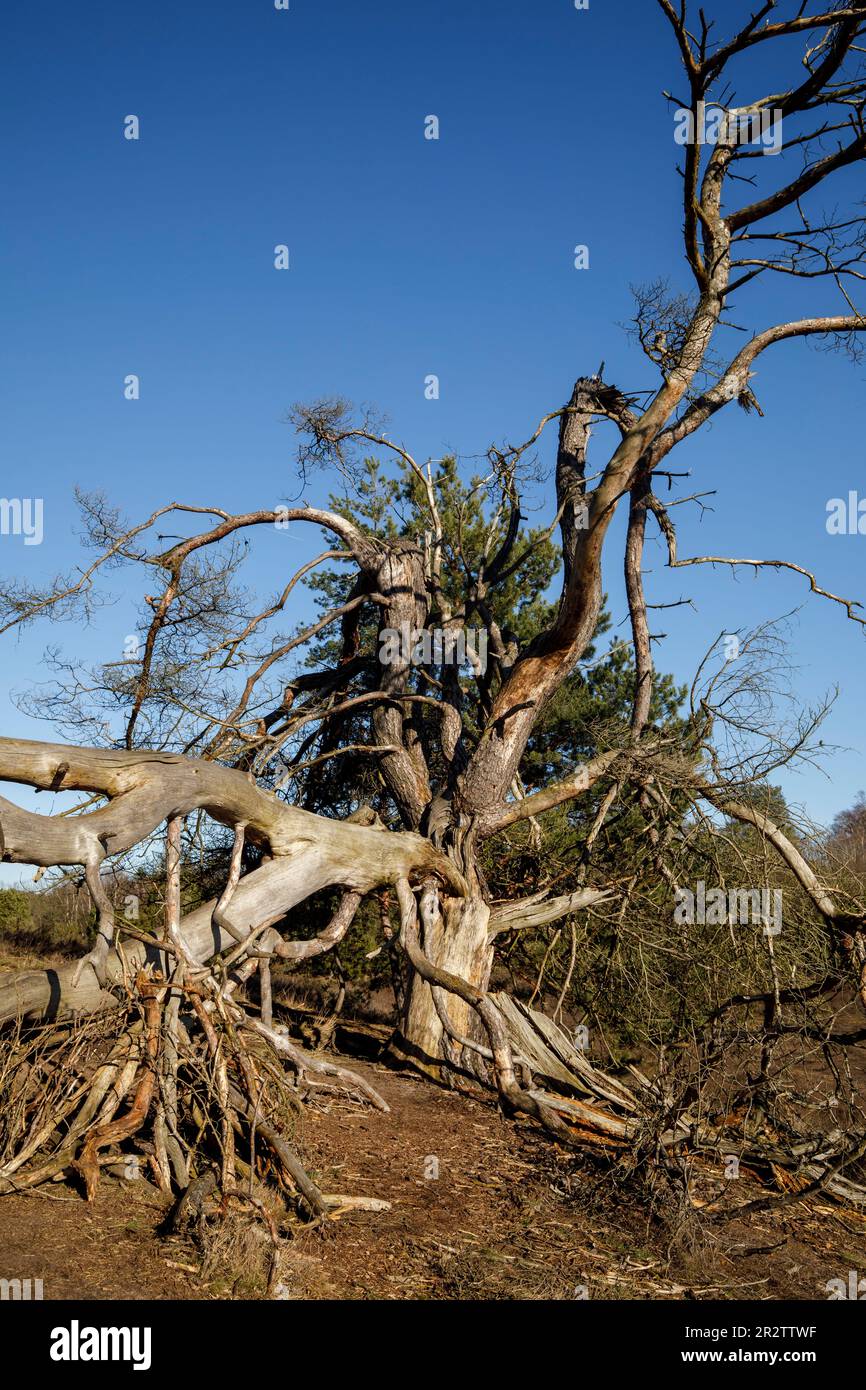 remains of a old fallen pine tree in the Westruper heath, Haltern am See, North Rhine-Westphalia, Germany. Ueberreste einer alten gefallenen Kiefer in Stock Photo