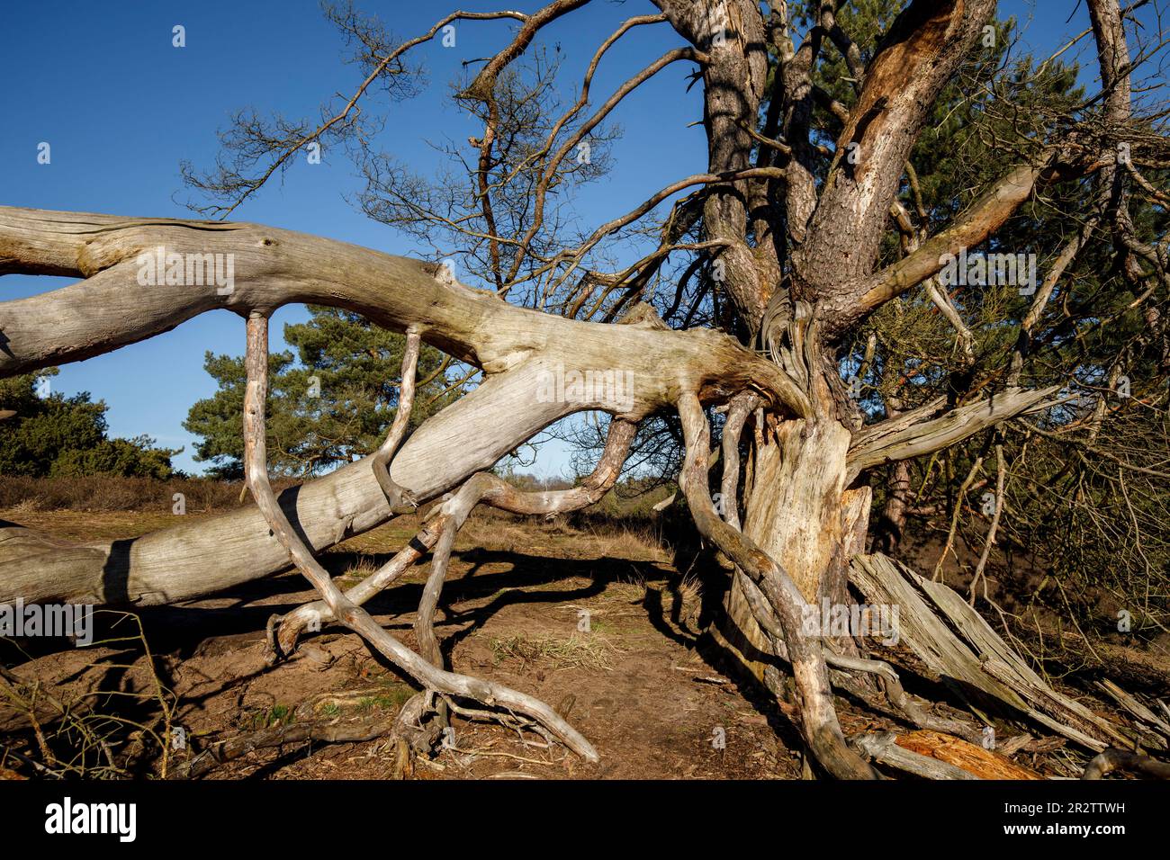 remains of a old fallen pine tree in the Westruper heath, Haltern am See, North Rhine-Westphalia, Germany. Ueberreste einer alten gefallenen Kiefer in Stock Photo