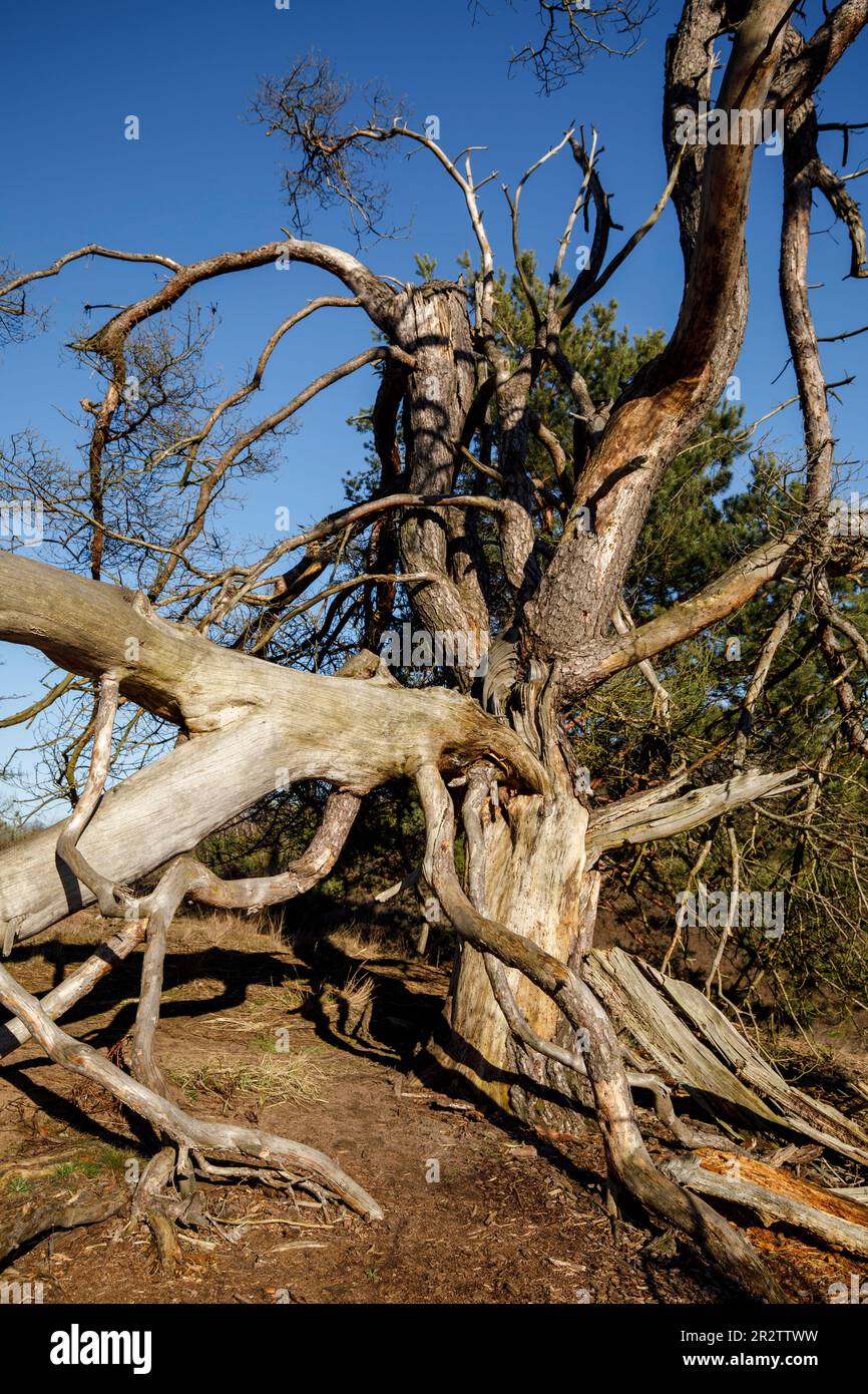 remains of a old fallen pine tree in the Westruper heath, Haltern am See, North Rhine-Westphalia, Germany. Ueberreste einer alten gefallenen Kiefer in Stock Photo