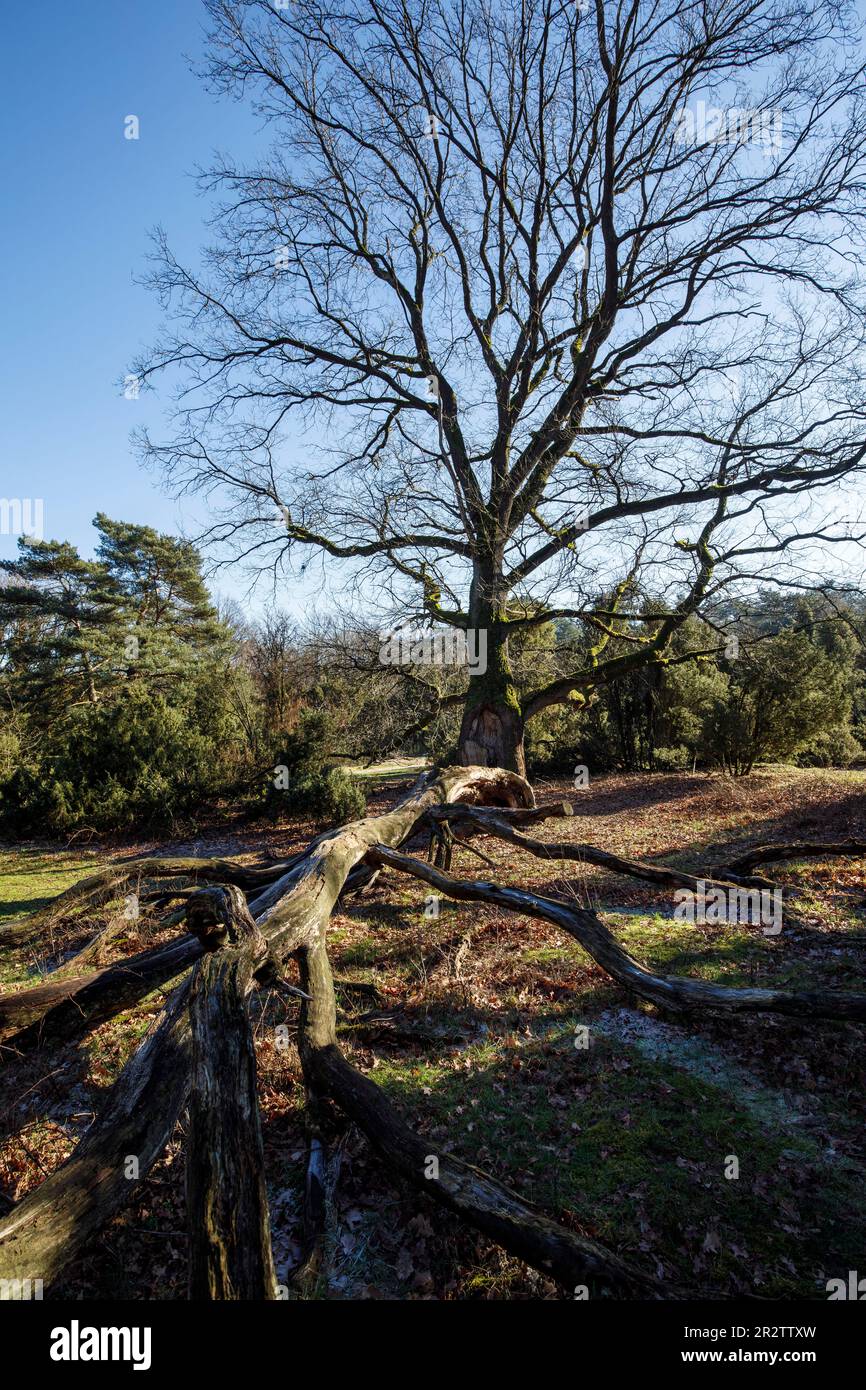 old oak tree in the Westruper heath, Haltern am See, North Rhine-Westphalia, Germany. alte Eiche in der Westruper Heide, Haltern am See, Nordrhein-Wes Stock Photo