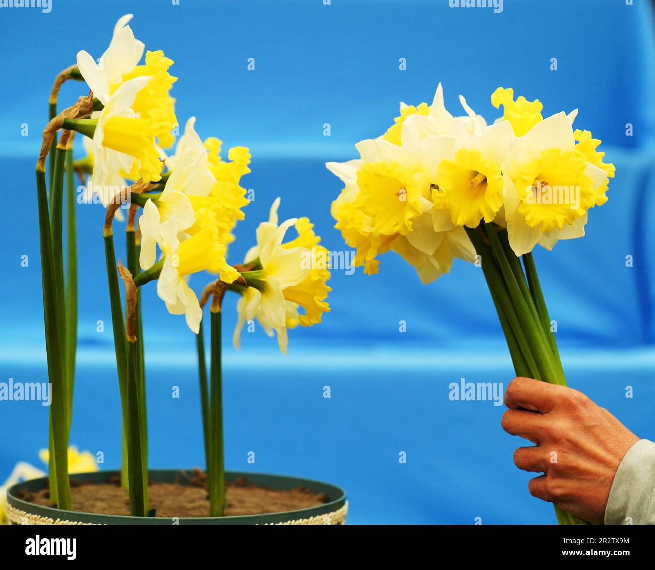 A member of the Taylors Bulbs display team handles bunches of Georgie Boy variety daffodils as preparations get underway ahead of the RHS Chelsea Flower Show at the Royal Hospital Chelsea in London. Picture date: Sunday May 21, 2023. Stock Photo