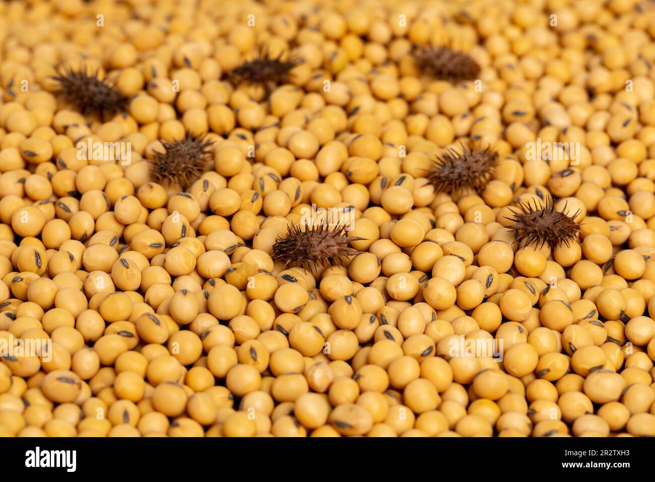 Cocklebur weed seed in soybeans. Weed control, elevator fees and grain cleaning concept Stock