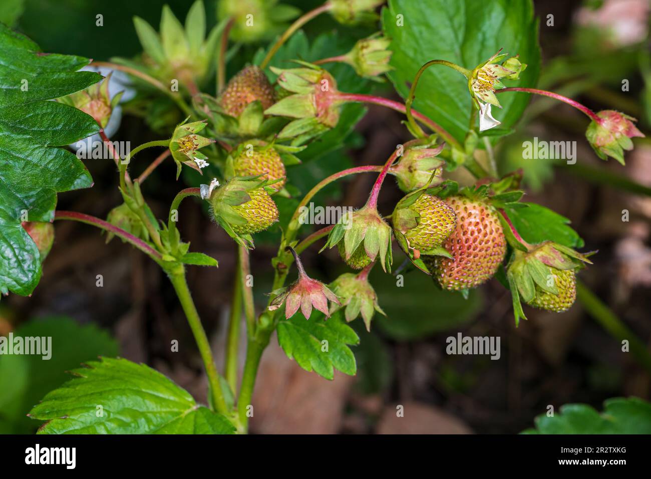 Strawberry plant flower and fruit growing in garden. Gardening, horticulture and farming concept Stock Photo