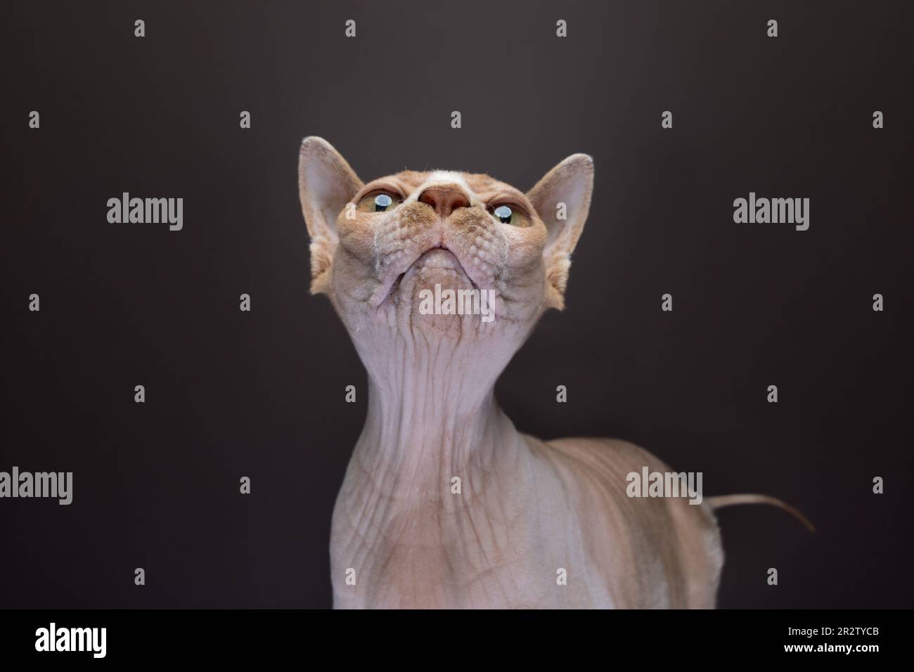 Funny Portrait of a hairless sphynx cat looking up. studio shot on ...