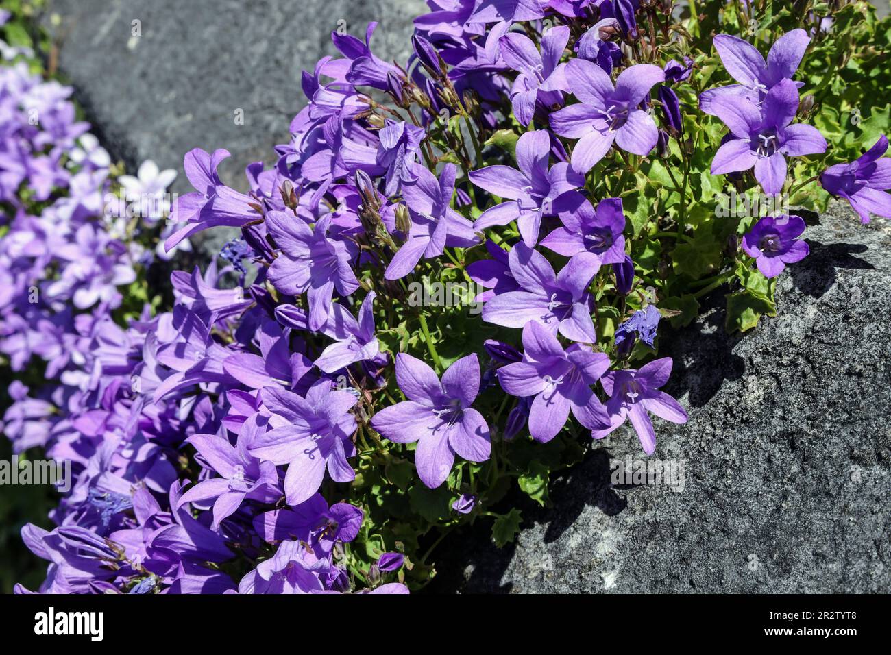 Purple Bellflowers, ak Campanula, growing wild and clinging to garden walls in Devon Stock Photo