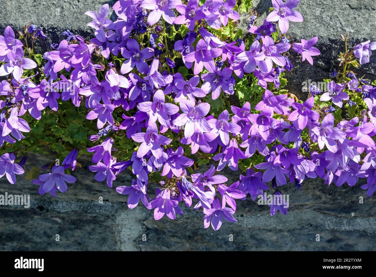 Purple Bellflowers, ak Campanula, growing wild and clinging to garden walls in Devon. The Campanula portenschlagiana is the scientific name but aka Da Stock Photo