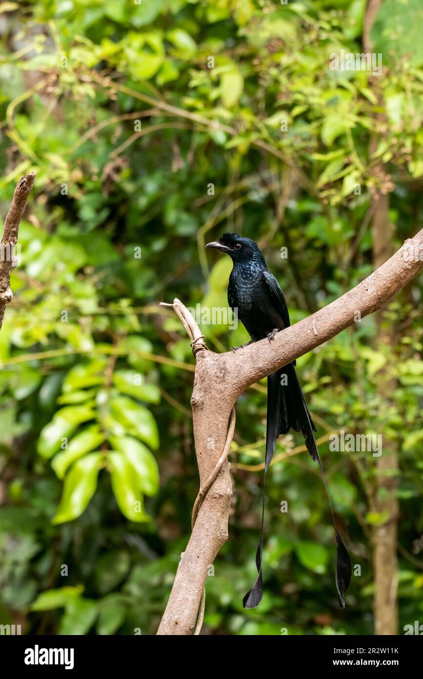 A rocket tailed drongo perched on a treetop on the outskirts of Thattekad, Kerala Stock Photo