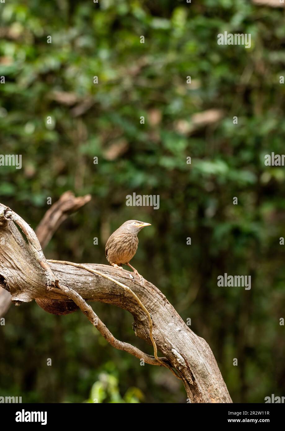A malabar starling perched on a branch on the outskirts of forests of Thattekad, Kerala Stock Photo