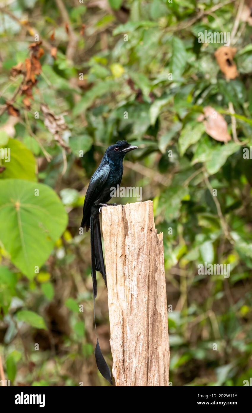 A rocket tailed drongo perched on a treetop on the outskirts of Thattekad, Kerala Stock Photo