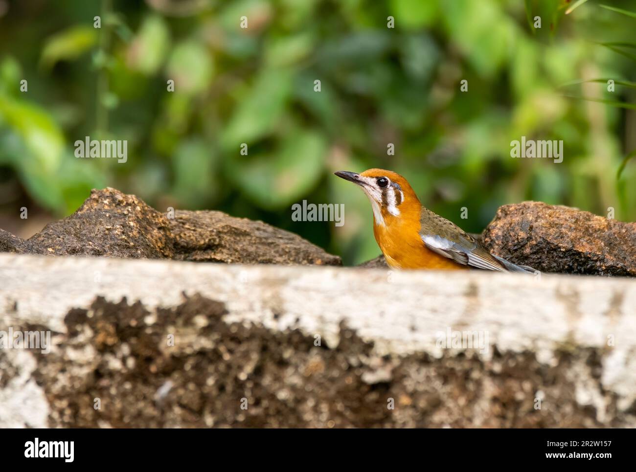 An orange-headed thrush sitting on a platform feeding on insects in the outskirts of Thattekad, Kerala Stock Photo