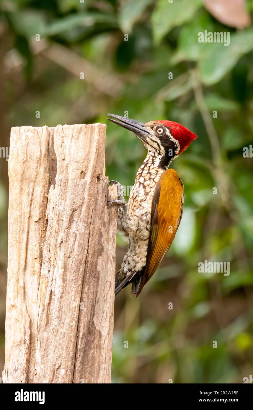 A greater flameback perched on a tree branch on the outskirts of Thattekad, Kerala Stock Photo
