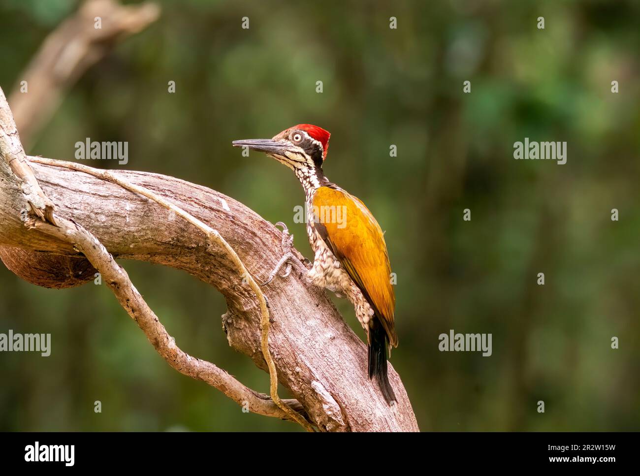 A greater flameback perched on a tree branch on the outskirts of Thattekad, Kerala Stock Photo
