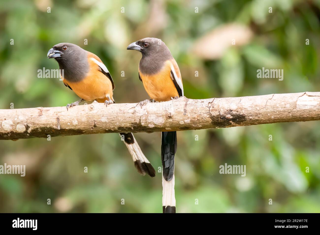 A Rufous treepie perched on a branch inside the jungle on the outskirts of Thattekad, Munnar Stock Photo