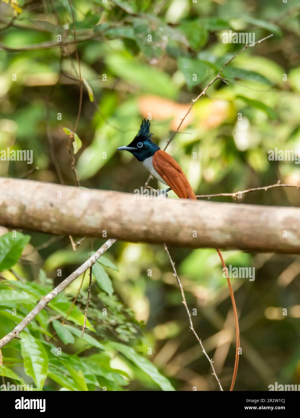 An Asian paradise flycatcher female bird is perched on a tree branch on the outskirts of Thattekad, Kerala Stock Photo