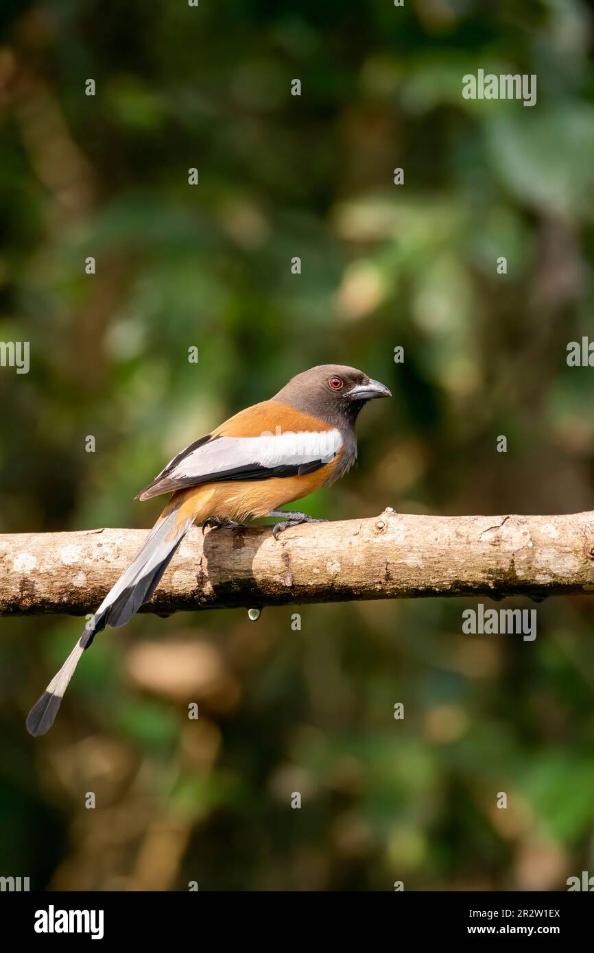 A Rufous treepie perched on a branch inside the jungle on the outskirts of Thattekad, Munnar Stock Photo
