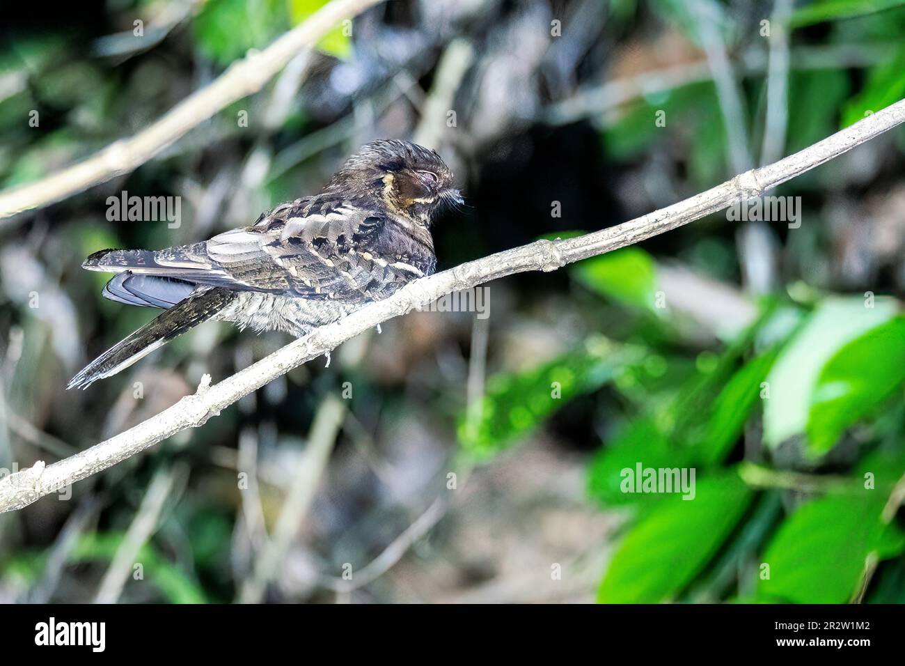 A jungle nightjar perched on a tree branch in the middle of a jungle on the outskirts of Thattekad, Kerala Stock Photo