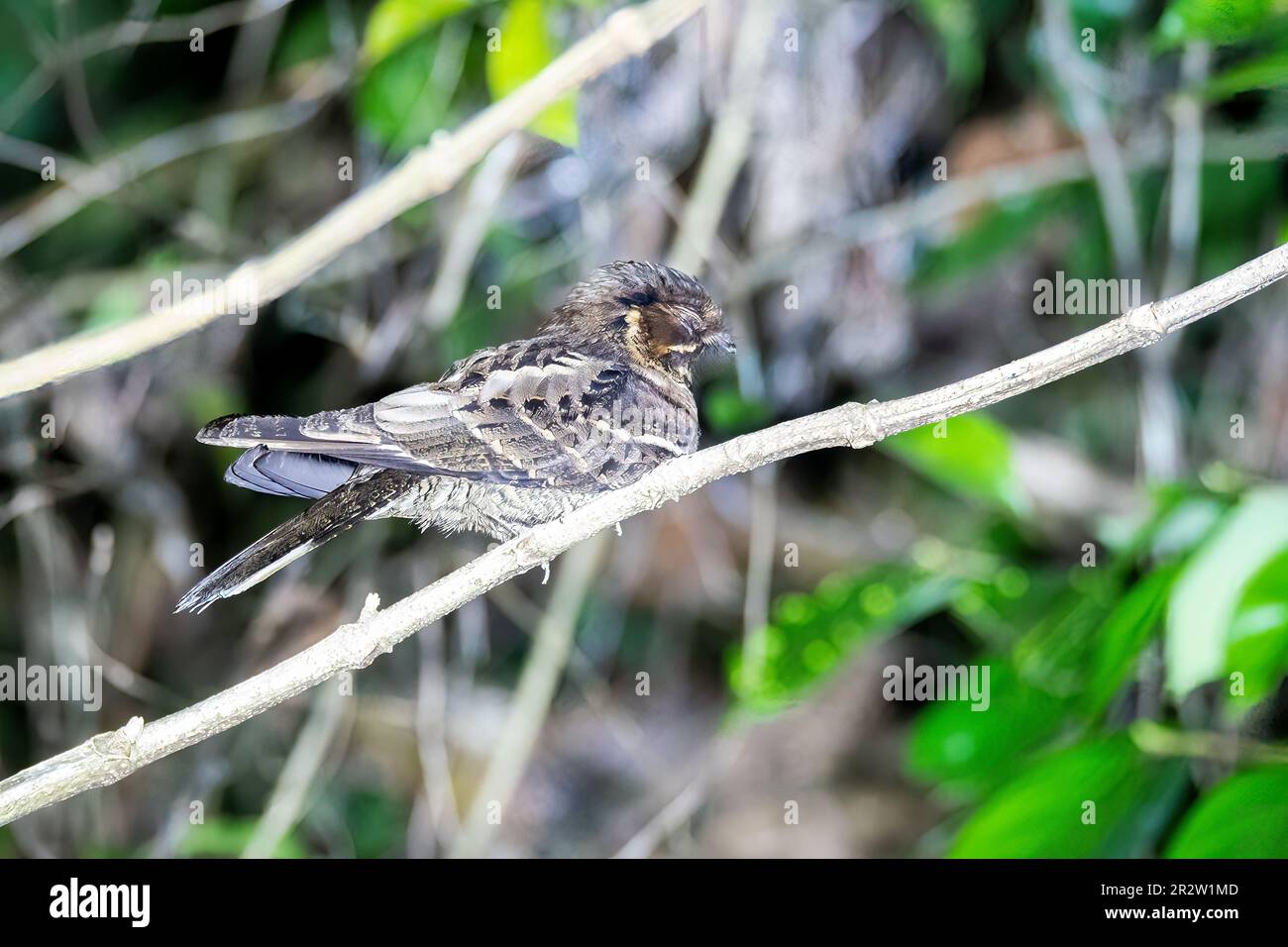 A jungle nightjar perched on a tree branch in the middle of a jungle on the outskirts of Thattekad, Kerala Stock Photo