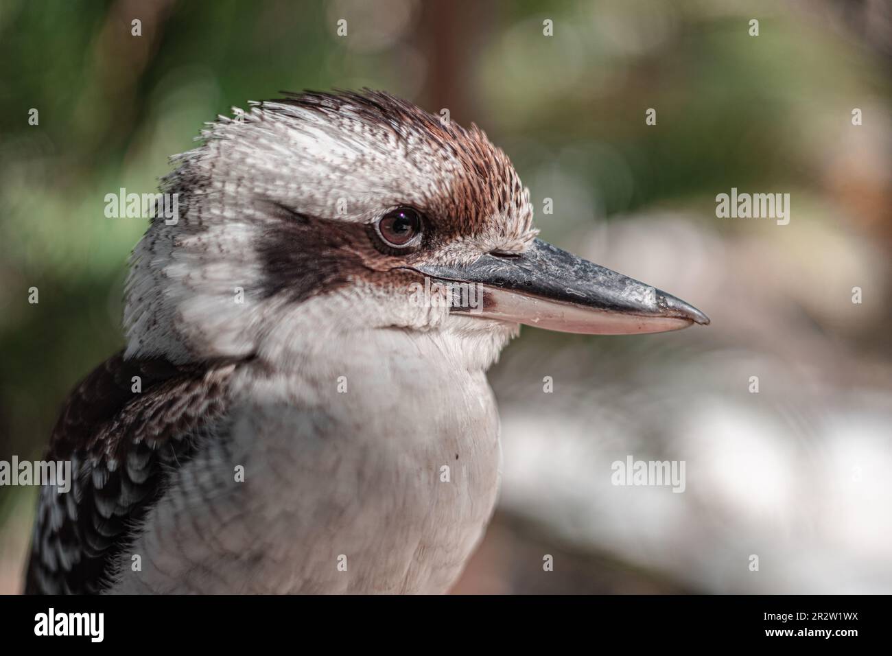 Kookaburra Stock Photo