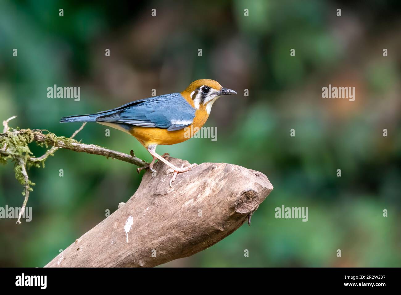 An orange-headed thrush sitting on a platform feeding on insects in the outskirts of Thattekad, Kerala Stock Photo
