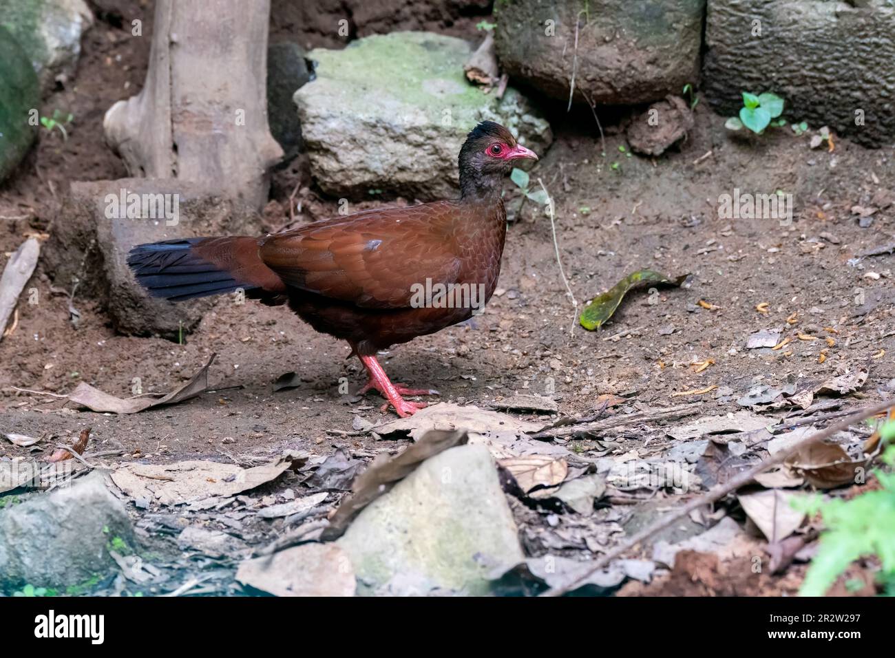 A red spurfowl feeding on the insects on the ground on the outskirts of Thattekad in Kerala Stock Photo