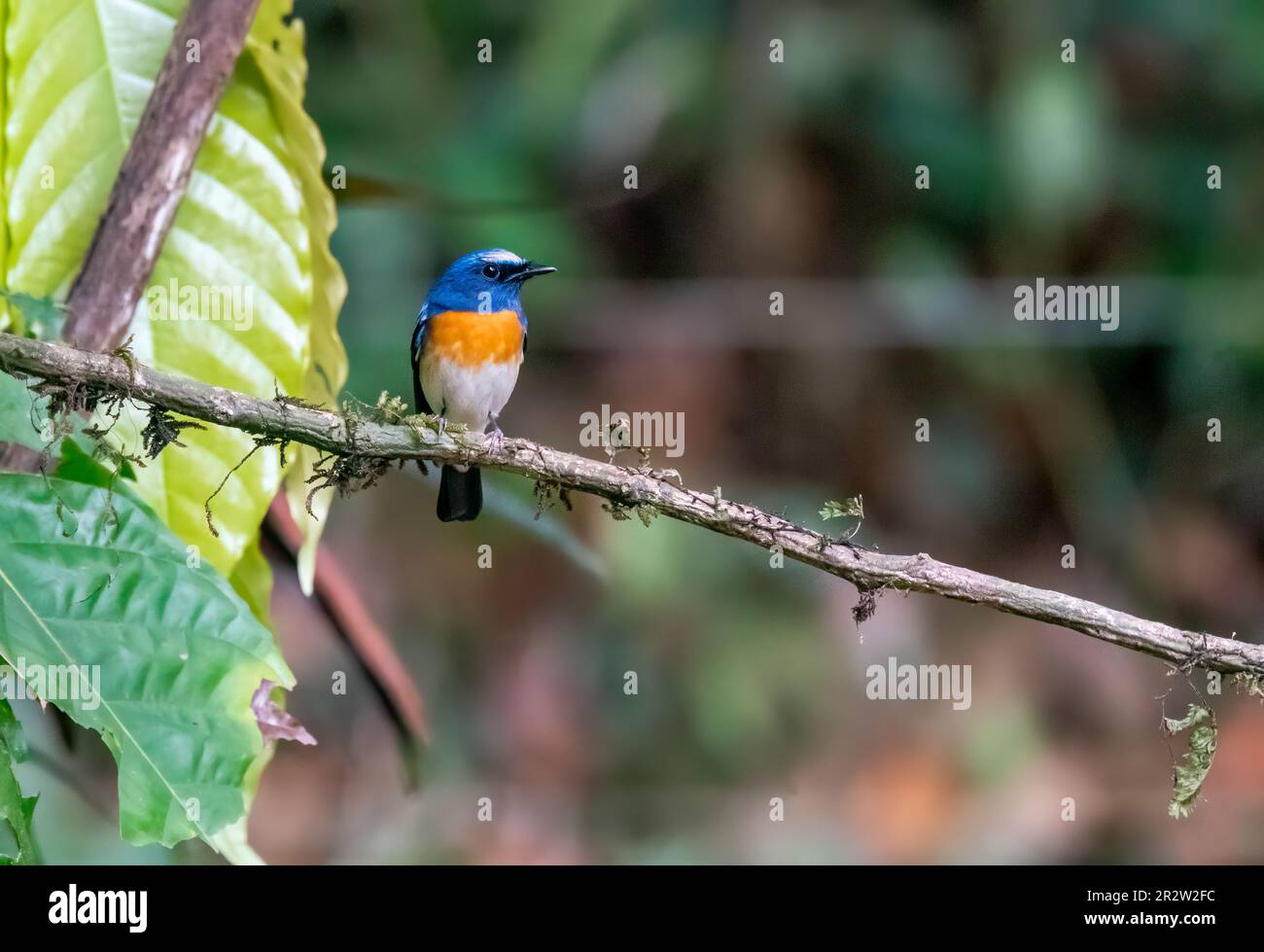 A blue throated blue fly catcher perched on a small branch inside the deep forests of Thattekad in Kerala Stock Photo