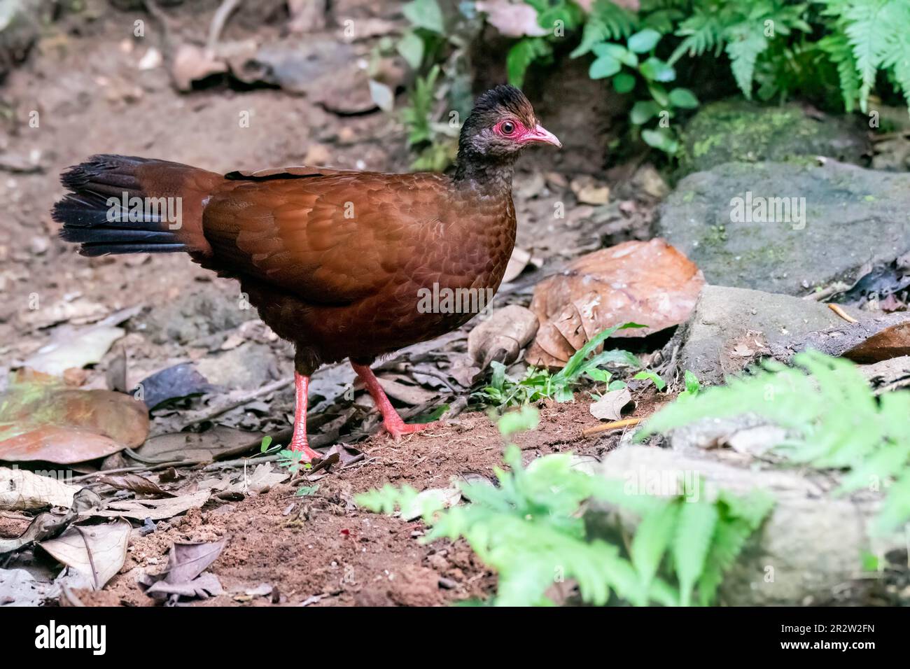 A red spurfowl feeding on the insects on the ground on the outskirts of Thattekad in Kerala Stock Photo