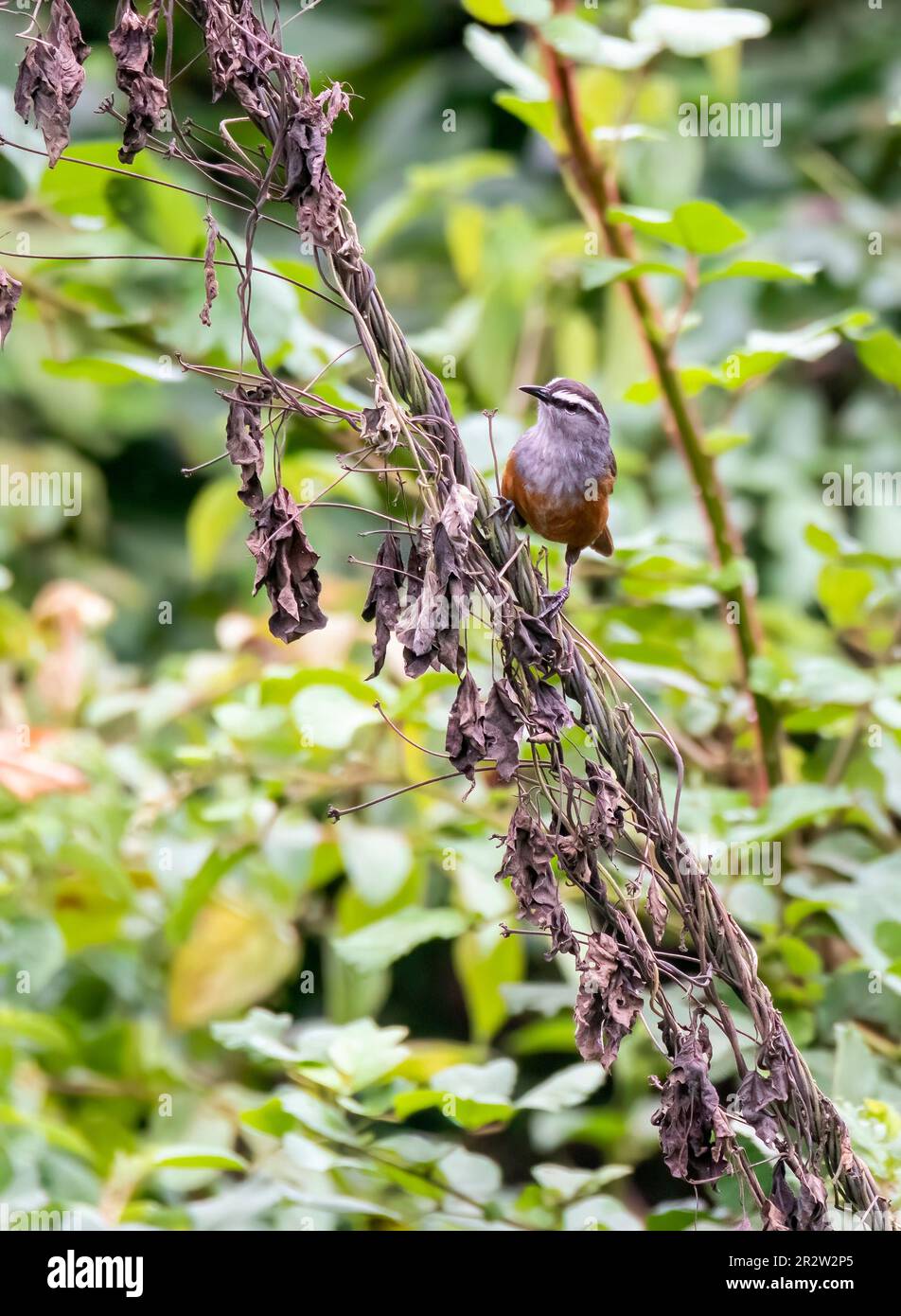 A Palani laughing thrush perched on a small twig on a roadside bush on the outskirts of Munnar city in Kerala Stock Photo