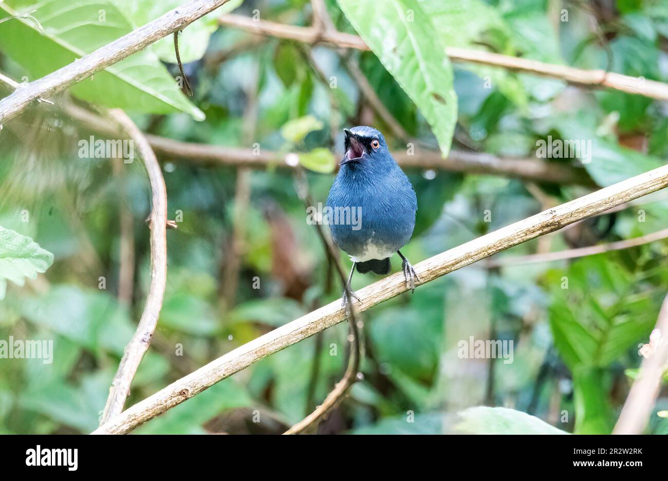 A Nilgiri Sholakili perched on a small twig in a thick bush on the outskirts of Munnar, Kerala Stock Photo