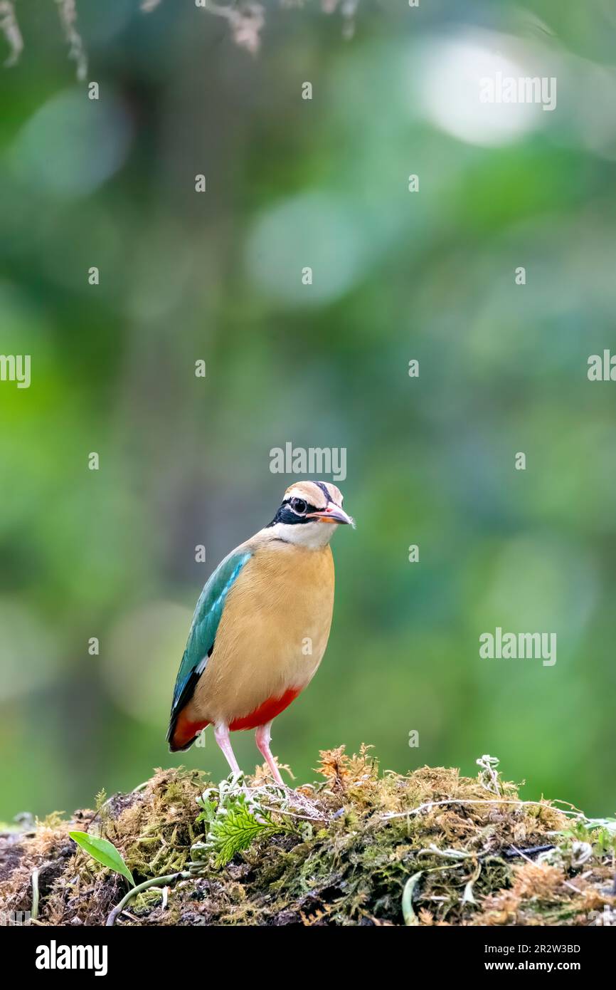 An Indian pita bird resting on a platform in a brightly lighted space in the deep jungles of Thattekad in Kerala Stock Photo