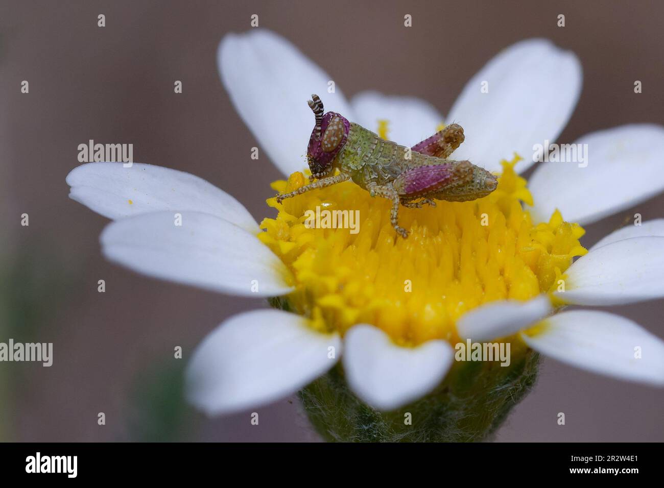 Juvenile Short-horned grasshopper (Pezotettix giornae) on a flower Stock Photo