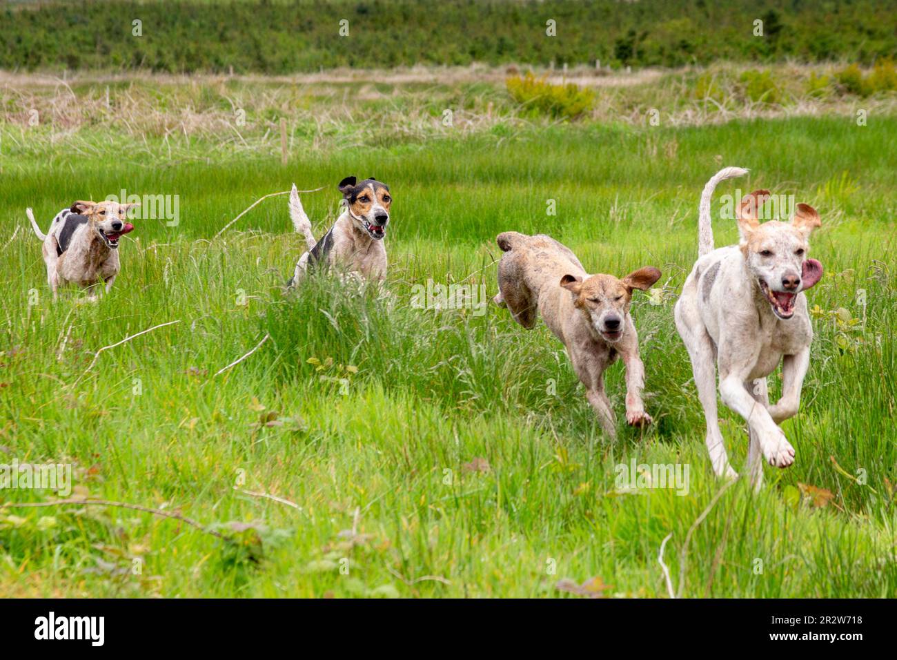 Portmagee, County Kerry, Ireland. 21st May, 2023. Beagles competing in a Drag Hunt, a local humane sport. County Kerry, Ireland Credit: Stephen Power/Alamy Live News Stock Photo