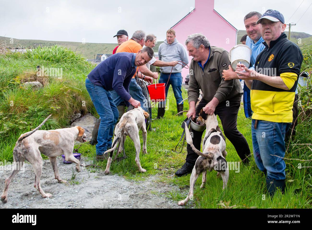 Portmagee, County Kerry, Ireland. 21st May, 2023. Beagles and their owners competing in a Drag Hunt, a local humane sport. County Kerry, Ireland Credit: Stephen Power/Alamy Live News Stock Photo