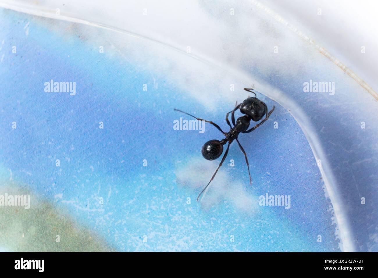 Guard ant reaper in acrylic ant farm close up, top view Stock Photo Alamy