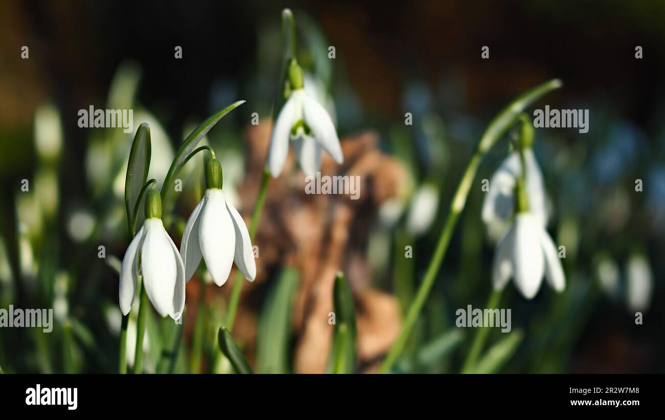 close up of blooming snowdrop group in the forest - selective focus and copy space Stock Photo