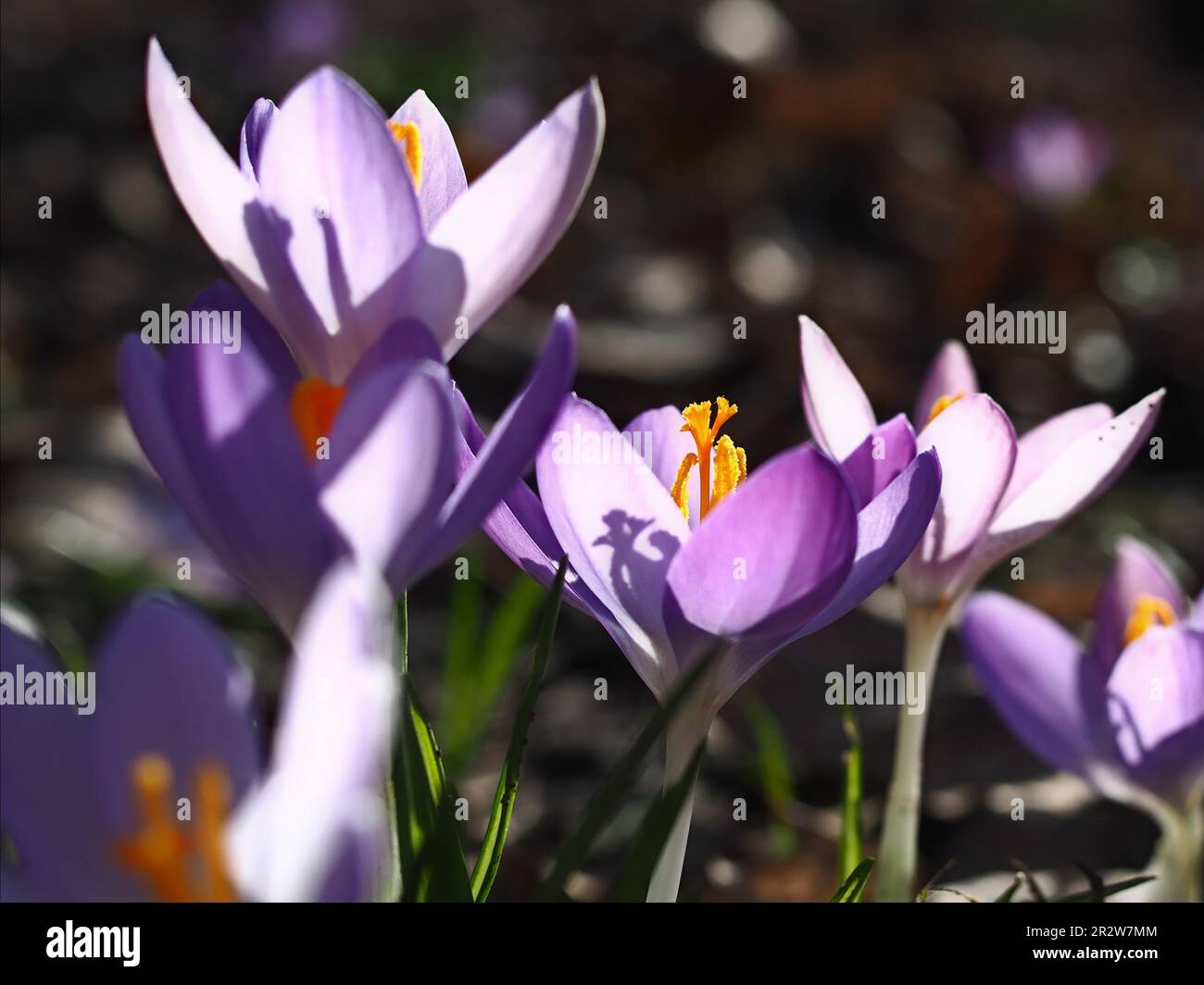 close up of a group of purple crocus blossoms in the sunlight - selective focus, horizontal Stock Photo