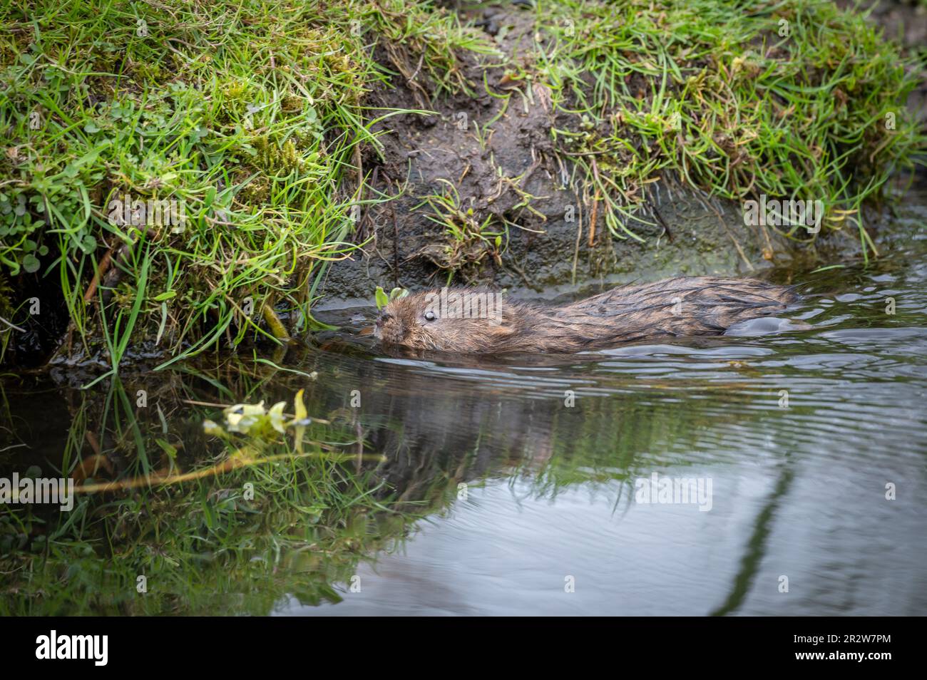 Water vole Swimming in water Stock Photo