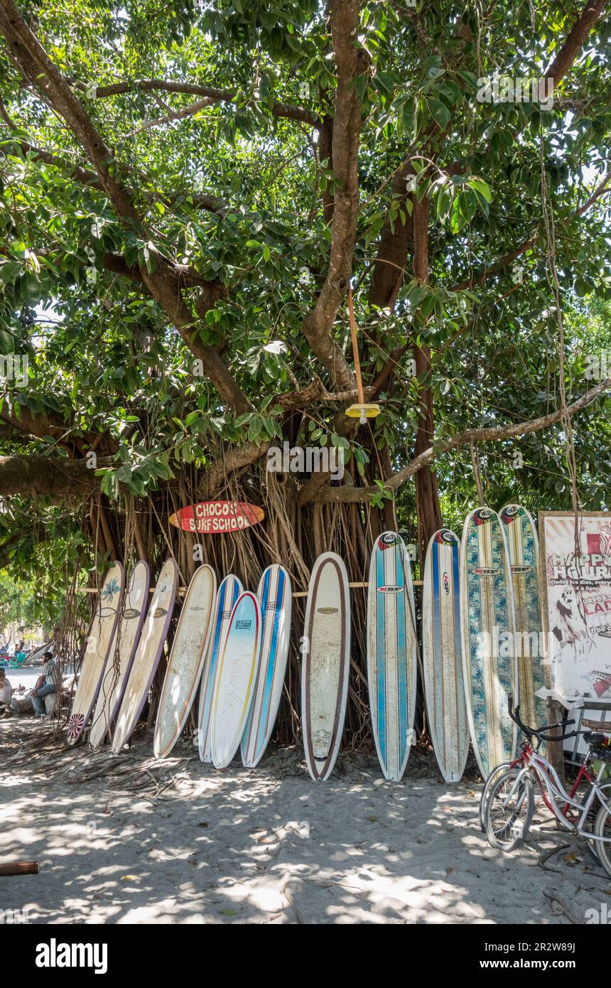 Surf boards for rent under a strangler fig tree (genus Ficus) at Playa