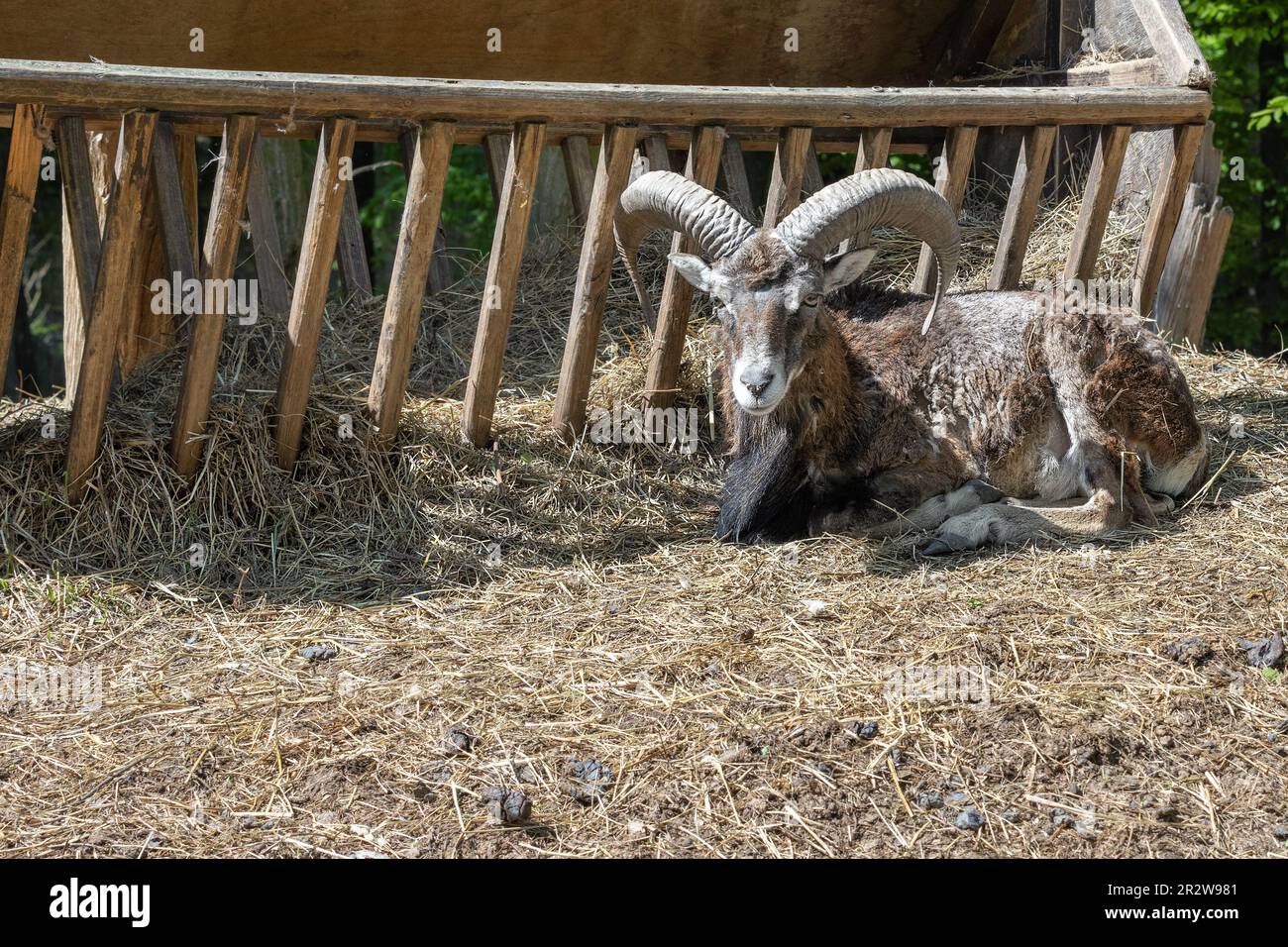 A gray goat with crooked horns on its head rests on a hay pillow near a wooden manger on a sunny day. Copy space. Close-up. Stock Photo