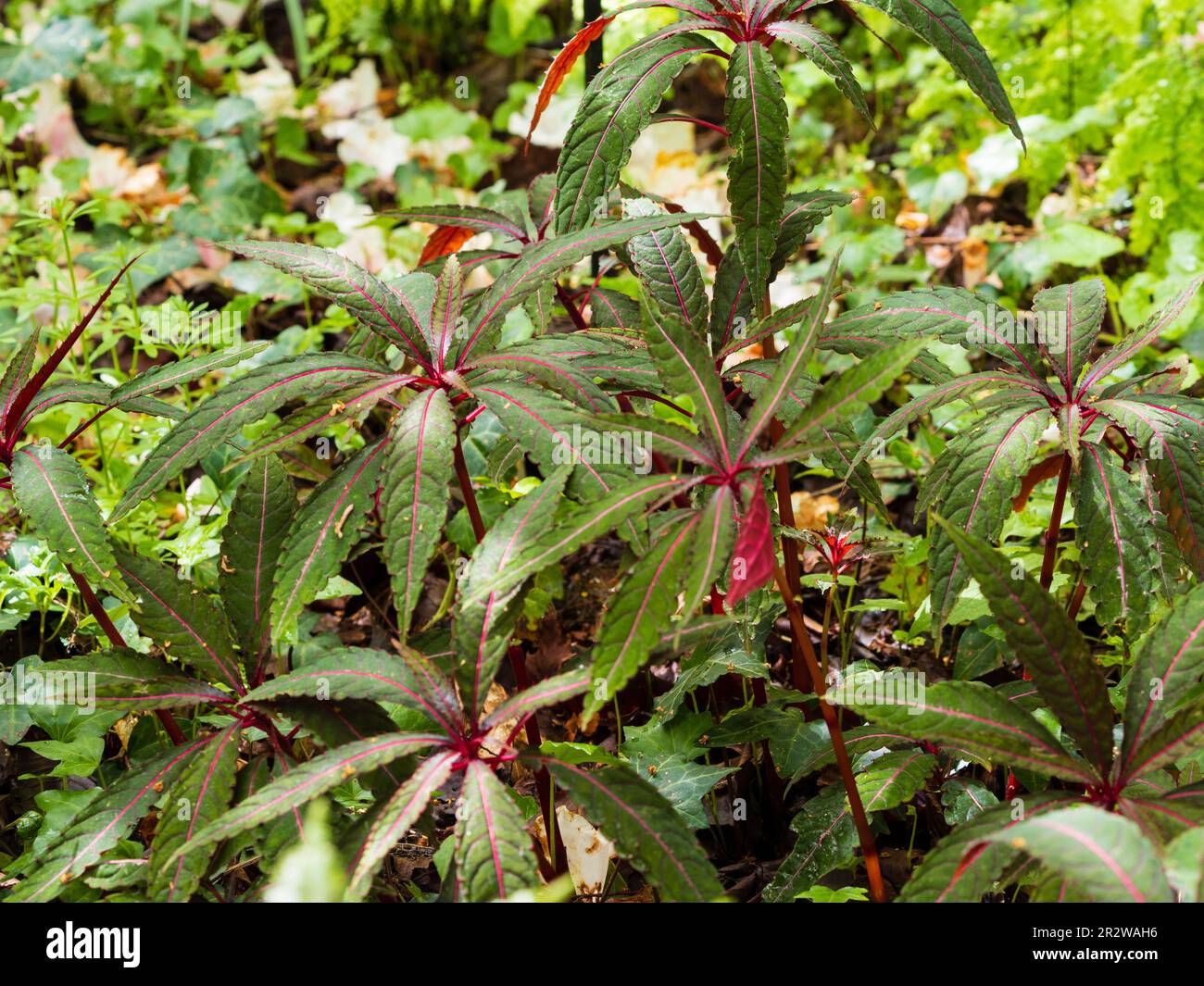 Red veined palmate foliage of the hardy perennial busy lizzie, Impatiens omeiana 'Pink Nerves' Stock Photo