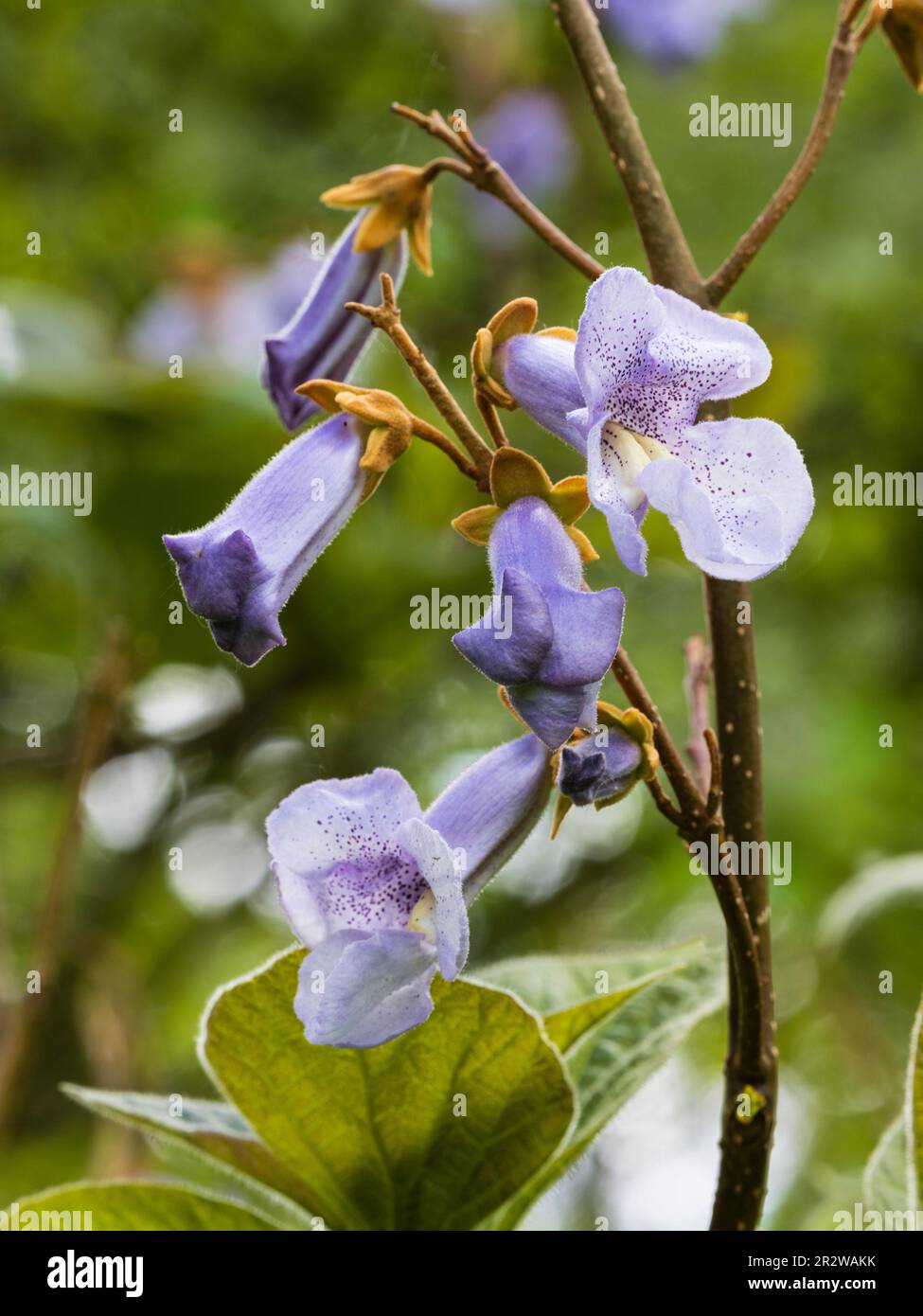 Blue spotted late spring flowers of the fast growing deciduous Sapphire dragon tree, Paulownia kawakamii Stock Photo